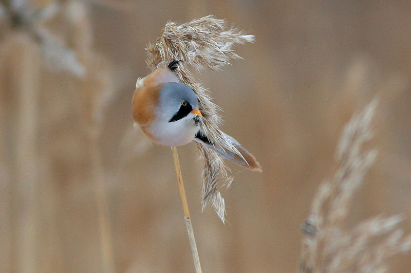 Viiksitimali (Panurus biarmicus)