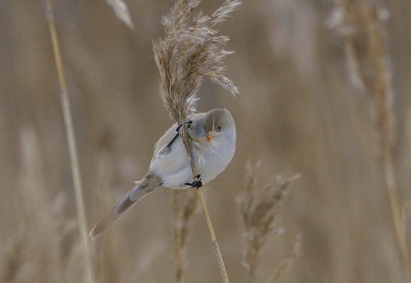 Viiksitimali (Panurus biarmicus)