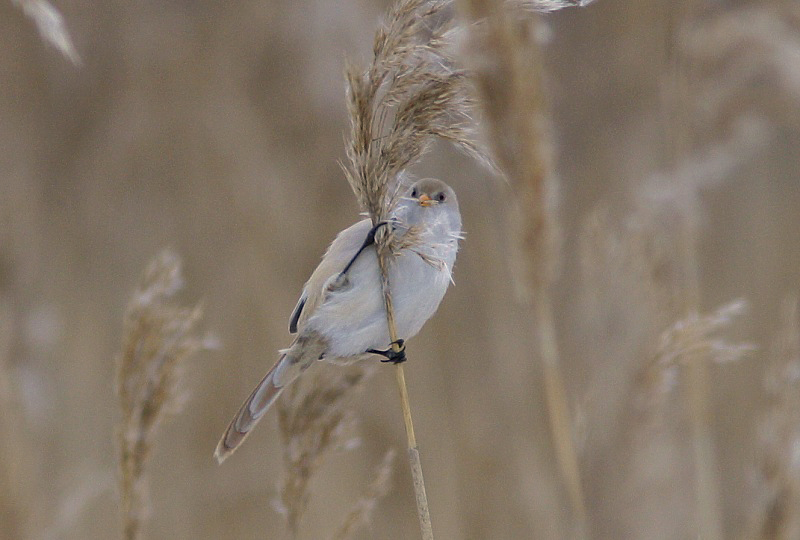Viiksitimali (Panurus biarmicus)