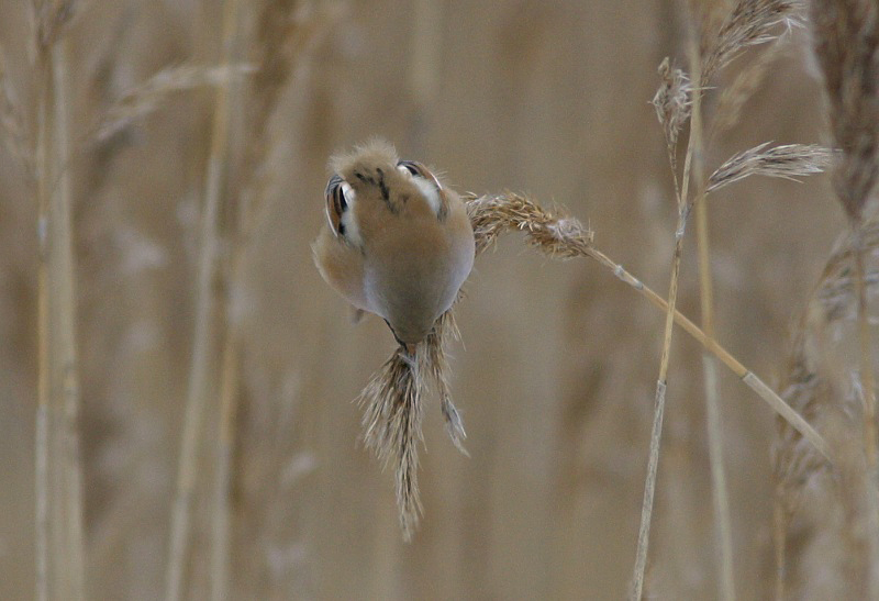 Viiksitimali (Panurus biarmicus)
