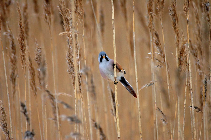 Viiksitimali (Panurus biarmicus)