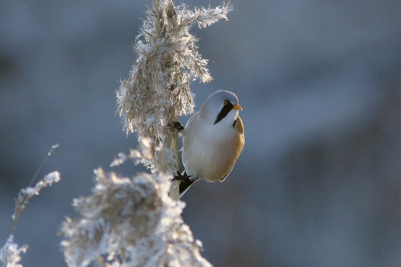 Viiksitimali (Panurus biarmicus)