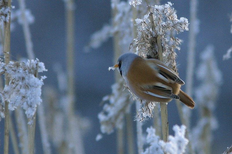 Viiksitimali (Panurus biarmicus)