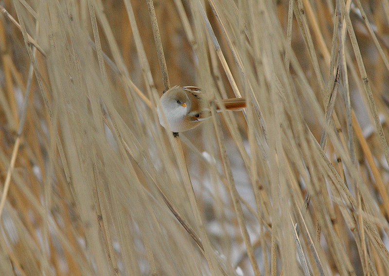 Viiksitimali (Panurus biarmicus)