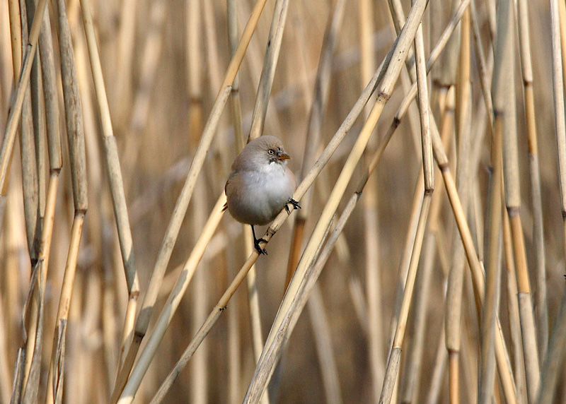 Viiksitimali Bearded Reedling (Panurus biarmicus)