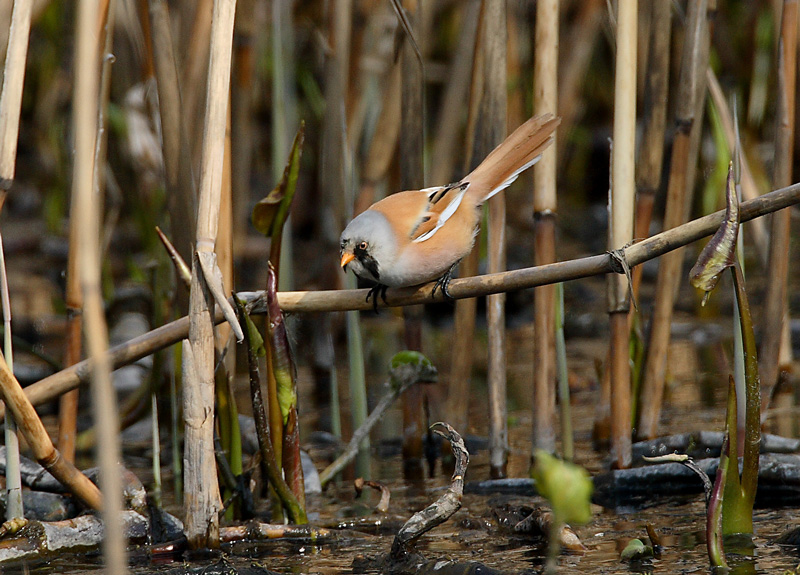 Viiksitimali Bearded Reedling (Panurus biarmicus)