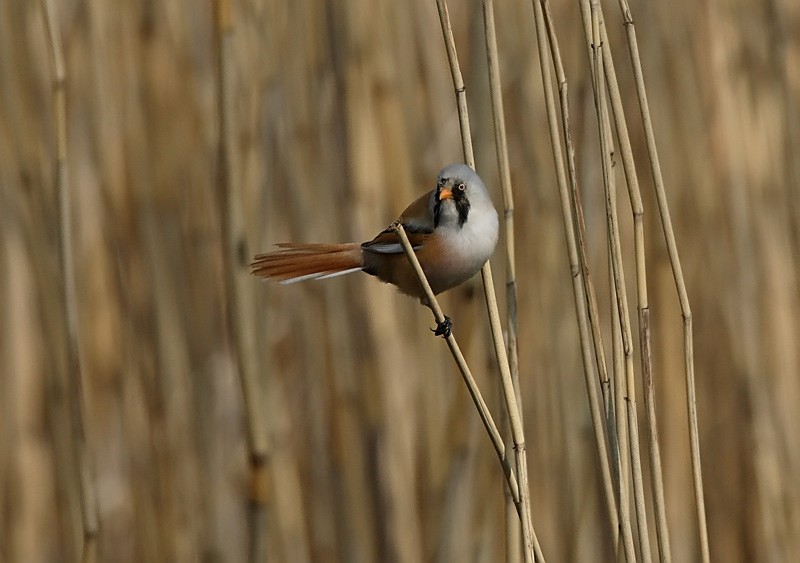 Viiksitimali Bearded Reedling (Panurus biarmicus)