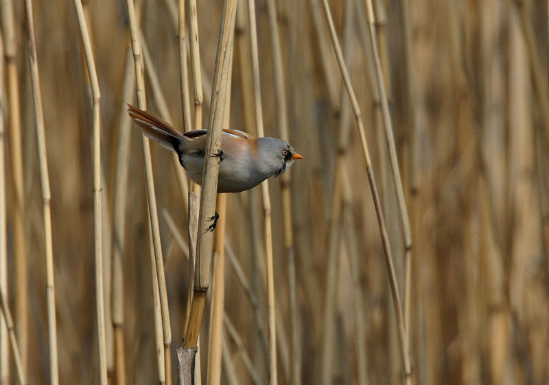 Viiksitimali Bearded Reedling (Panurus biarmicus)