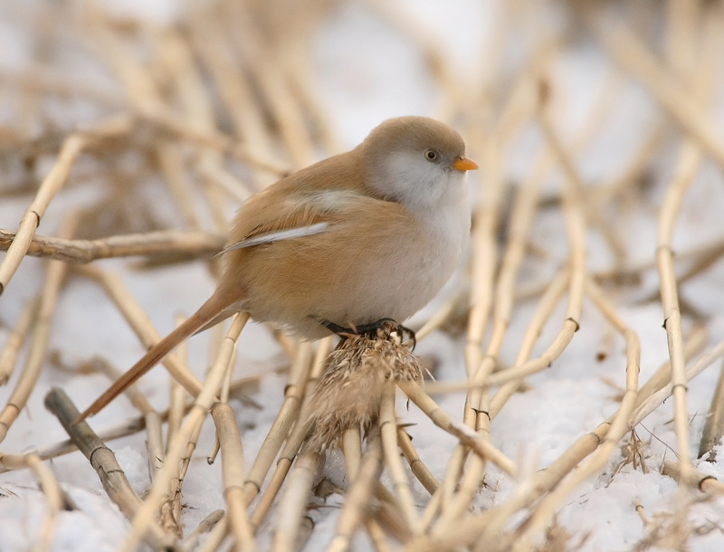 Viiksitimali Bearded Reedling (Panurus biarmicus)