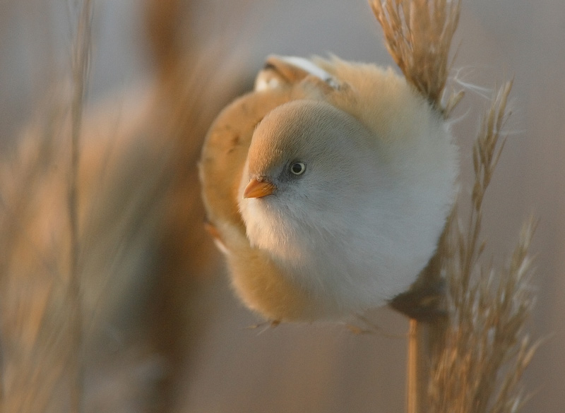 Viiksitimali Bearded Reedling (Panurus biarmicus)