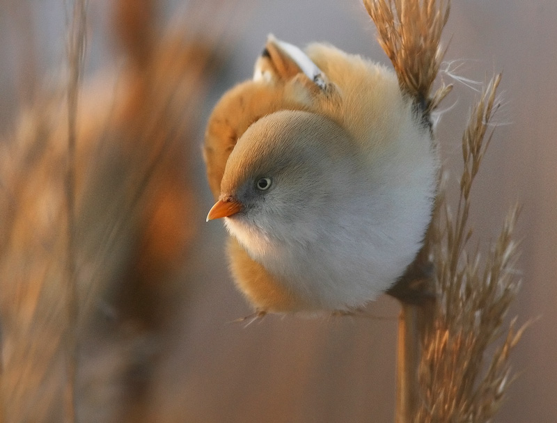 Viiksitimali Bearded Reedling (Panurus biarmicus)