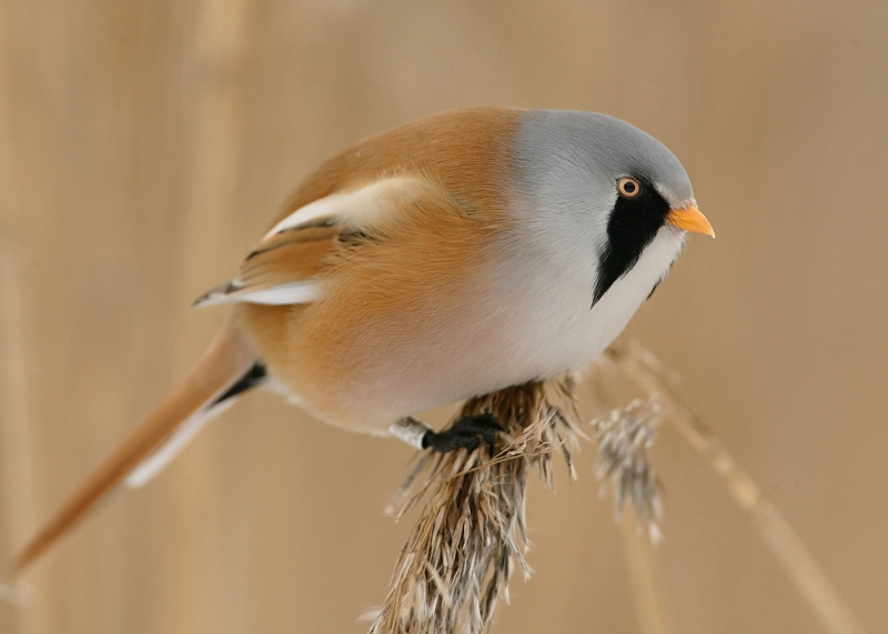 Viiksitimali Bearded Reedling (Panurus biarmicus)