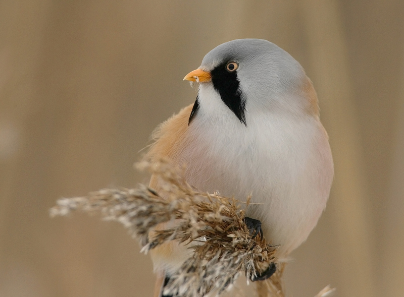 Viiksitimali Bearded Reedling (Panurus biarmicus)