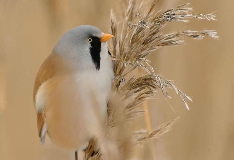 Viiksitimali Bearded Reedling (Panurus biarmicus)