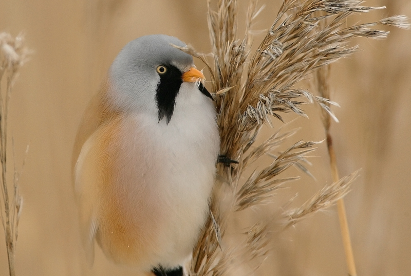 Viiksitimali Bearded Reedling (Panurus biarmicus)