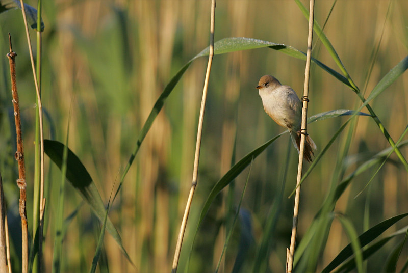 Viiksitimali Bearded Reedling (Panurus biarmicus)