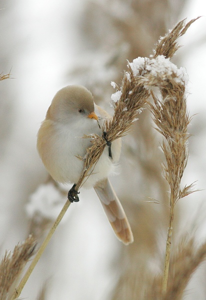 Viiksitimali Bearded Reedling (Panurus biarmicus)