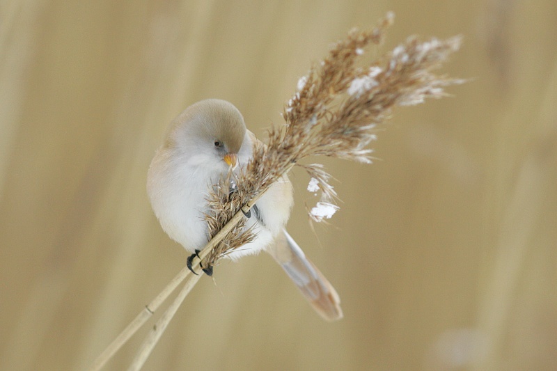 Viiksitimali Bearded Reedling (Panurus biarmicus)