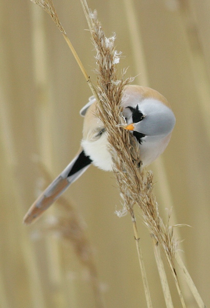 Viiksitimali Bearded Reedling (Panurus biarmicus)