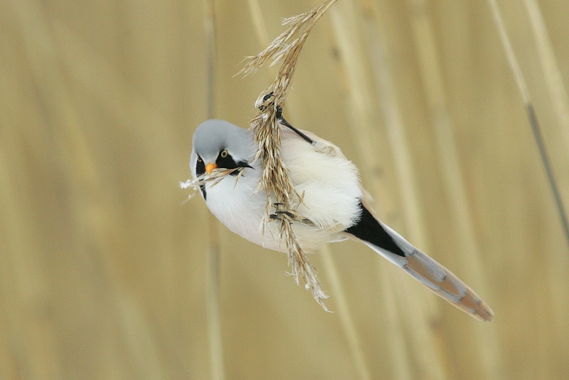 Viiksitimali Bearded Reedling (Panurus biarmicus)