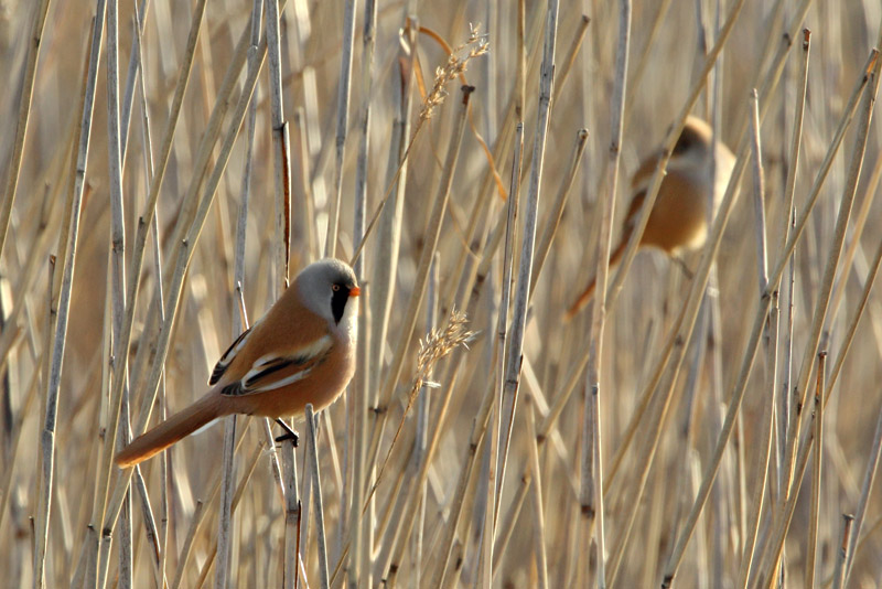 Viiksitimali Bearded Reedling (Panurus biarmicus)