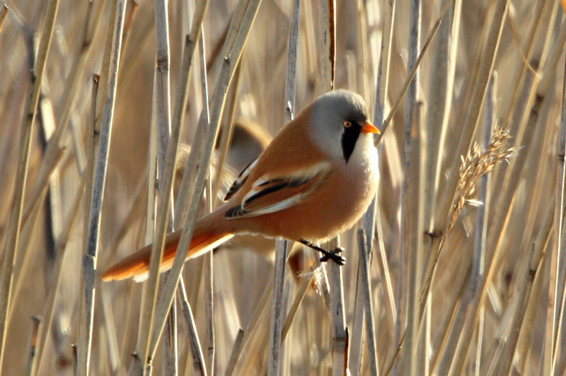 Viiksitimali Bearded Reedling (Panurus biarmicus)