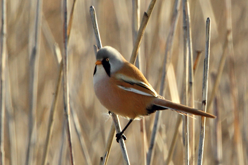Viiksitimali Bearded Reedling (Panurus biarmicus)