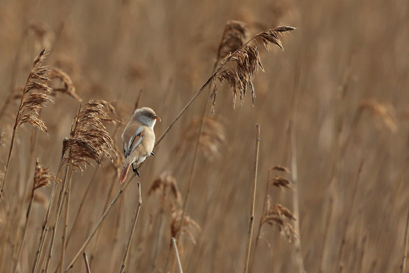 Viiksitimali Bearded Reedling (Panurus biarmicus)