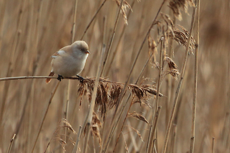 Viiksitimali Bearded Reedling (Panurus biarmicus)