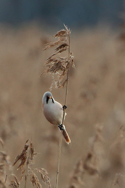 Viiksitimali Bearded Reedling (Panurus biarmicus)