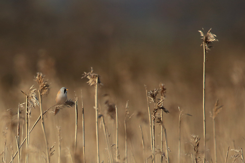 Viiksitimali Bearded Reedling (Panurus biarmicus)