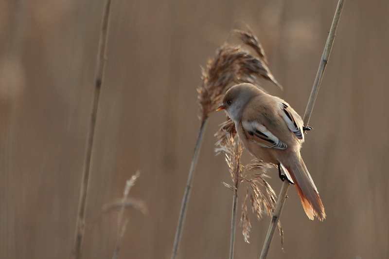 Viiksitimali Bearded Reedling (Panurus biarmicus)