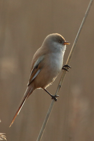 Viiksitimali Bearded Reedling (Panurus biarmicus)