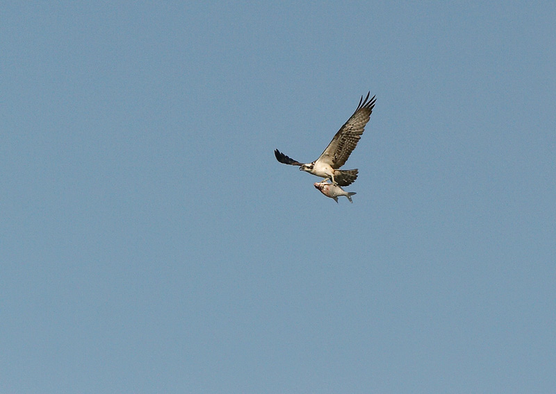 Kalas��ski Pandion haliaetus