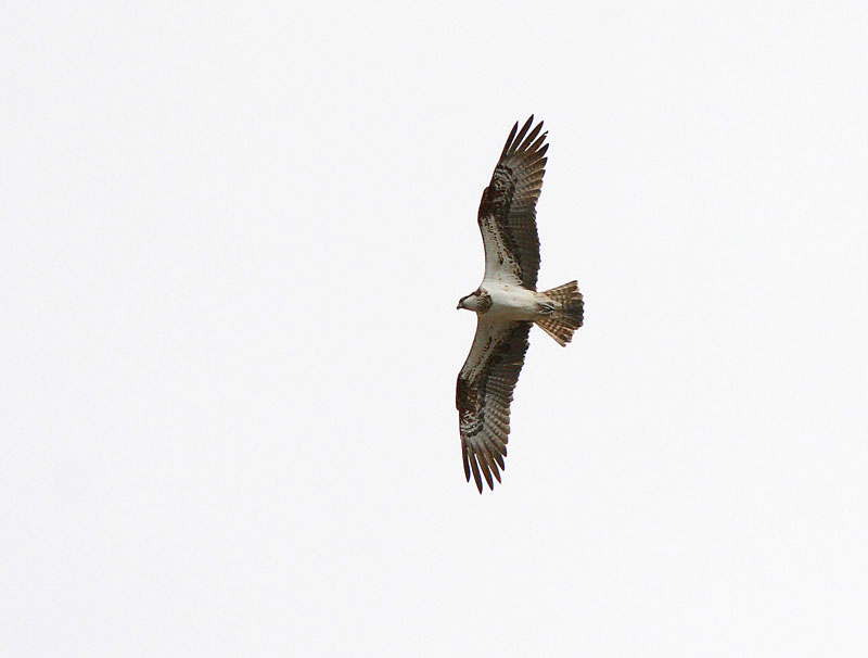 Kalas��ski Pandion haliaetus