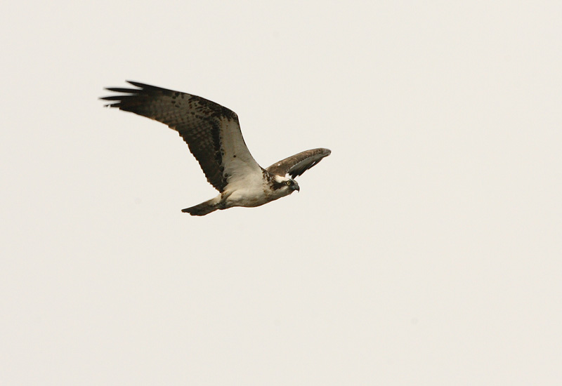 Kalas��ski Osprey (Pandion haliaetus)