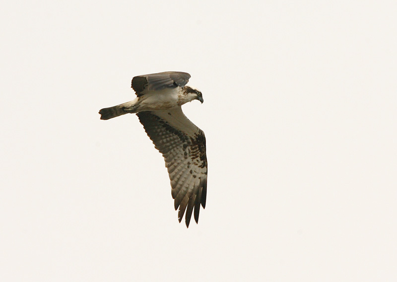 Kalas��ski Osprey (Pandion haliaetus)