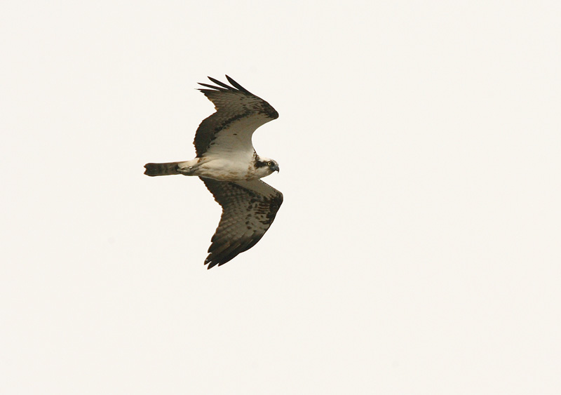 Kalas��ski Osprey (Pandion haliaetus)