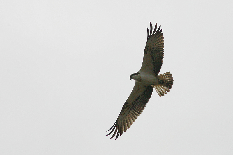 Kalas��ski Osprey (Pandion haliaetus)
