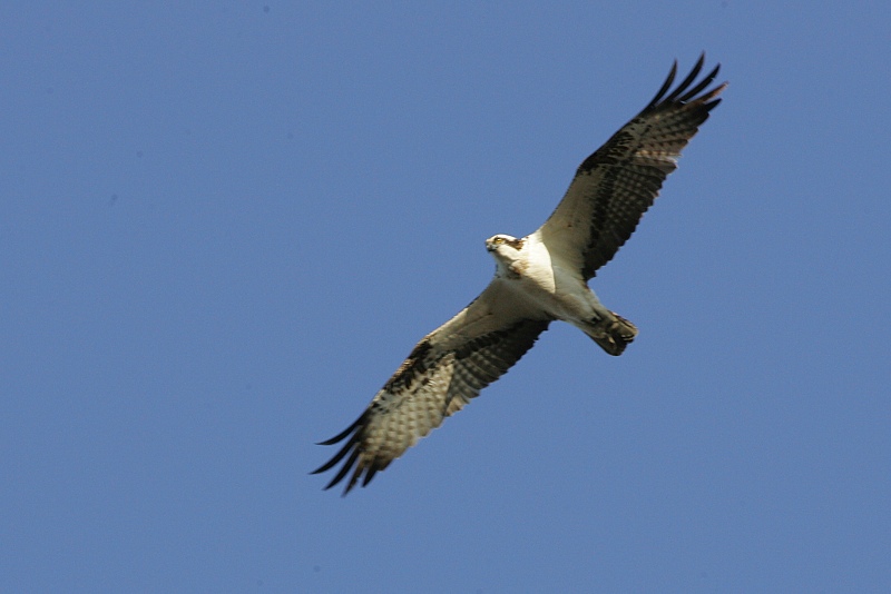 Kalas��ski Osprey (Pandion haliaetus)