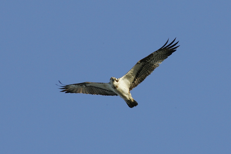 Kalas��ski Osprey (Pandion haliaetus)