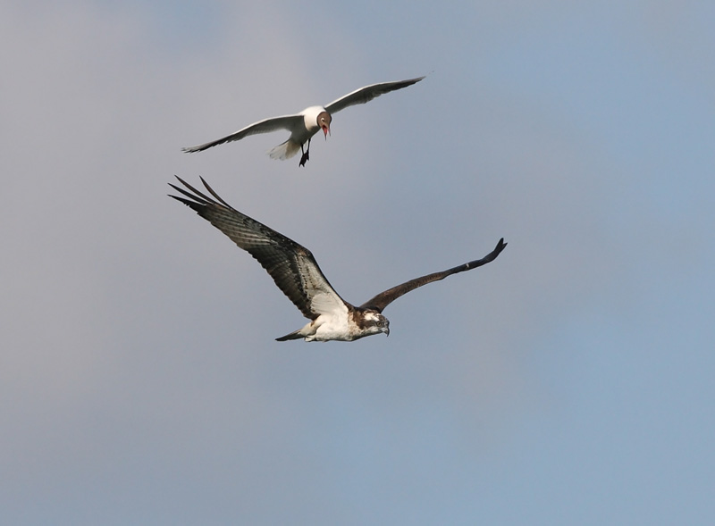 Kalas��ski Osprey (Pandion haliaetus)