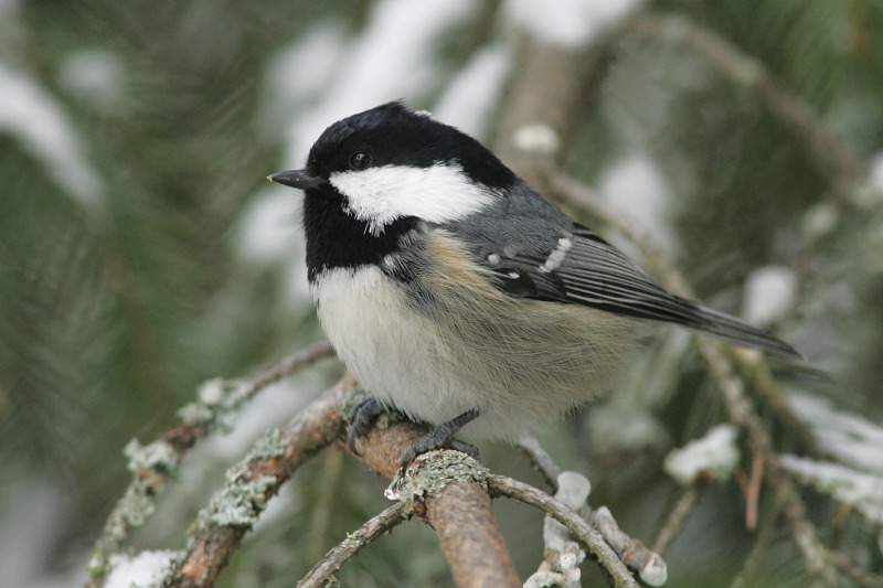 Sinitiainen (Parus ater)