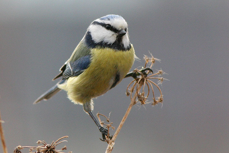Sinitiainen (Parus caeruleus)