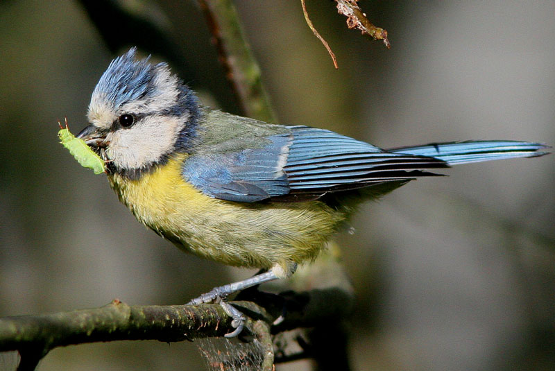 Sinitiainen (Parus caeruleus)