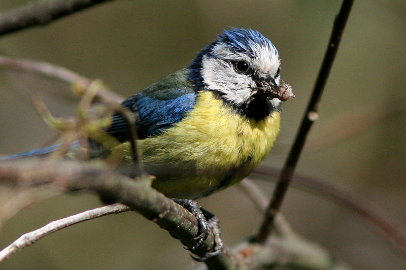 Sinitiainen (Parus caeruleus)