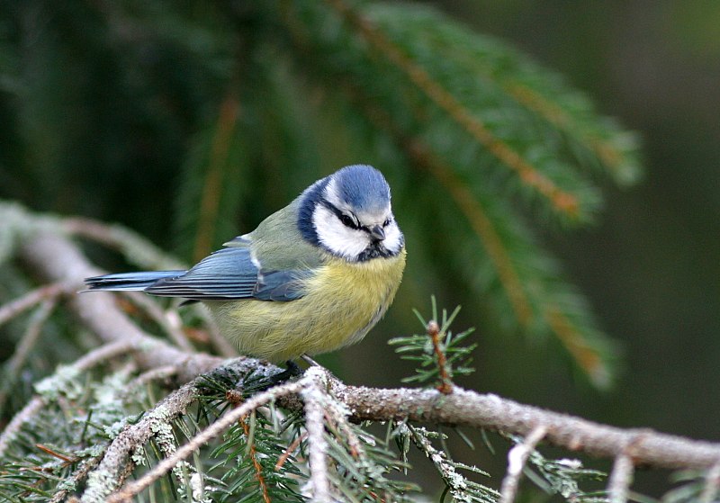 Sinitiainen (Parus caeruleus)
