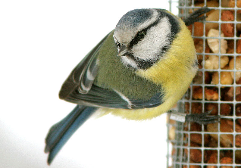 Sinitiainen, Blue Tit (Parus caeruleus)