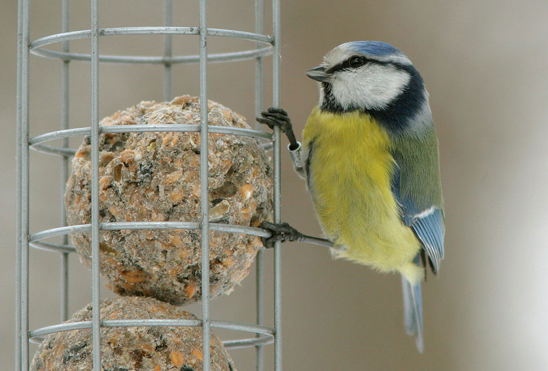 Sinitiainen, Blue Tit (Parus caeruleus)