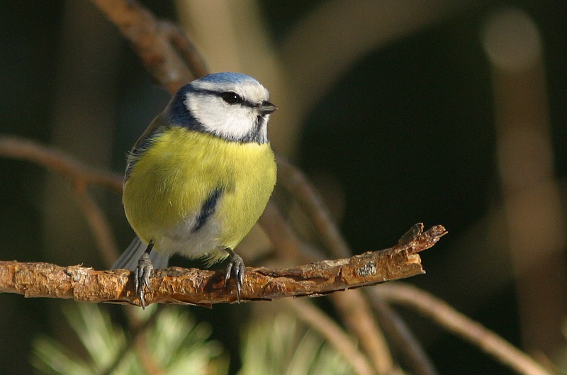 Sinitiainen, Blue Tit (Parus caeruleus)